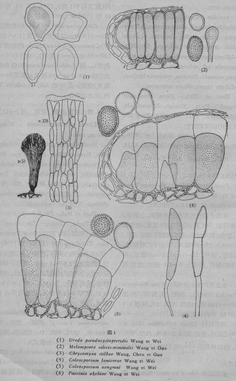 栅锈菌属冬孢子图片