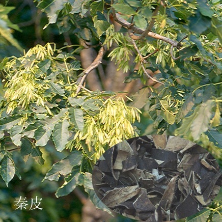 <font color='red'>秦岭</font>白蜡树