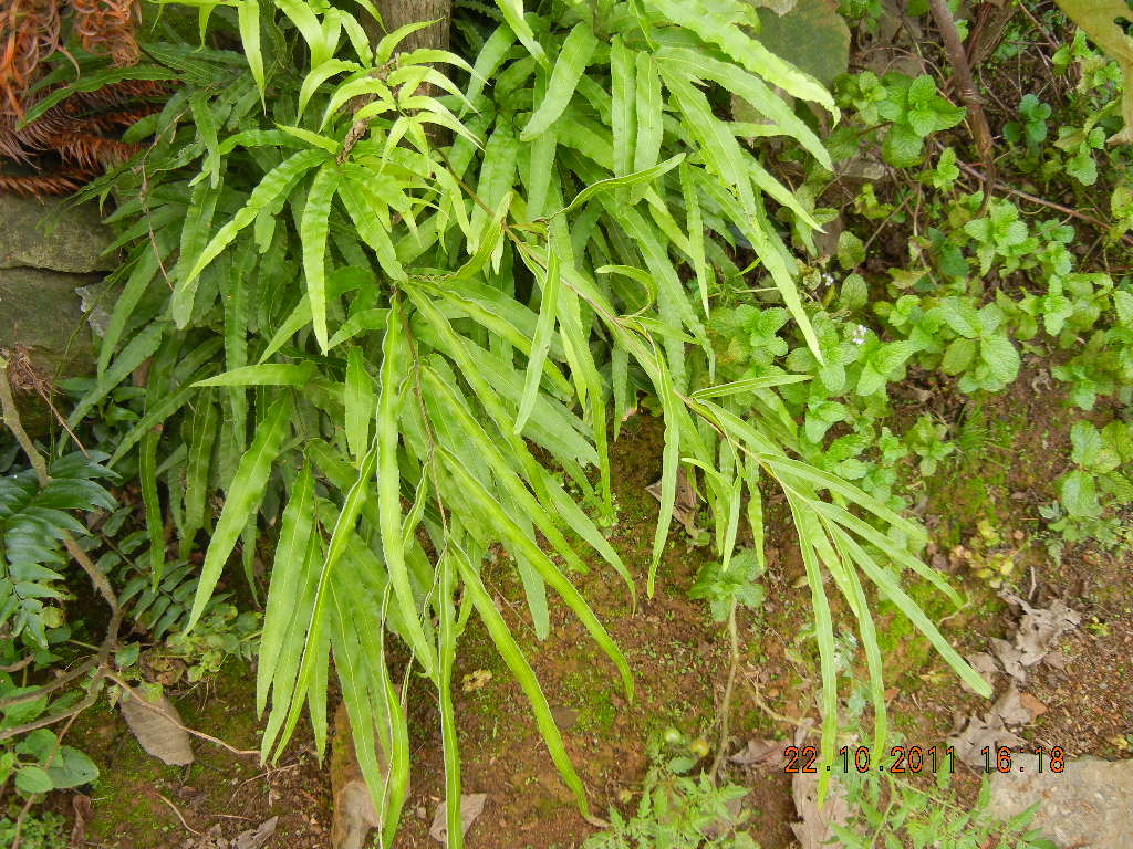 凤尾草有几种(野生凤尾草图片)