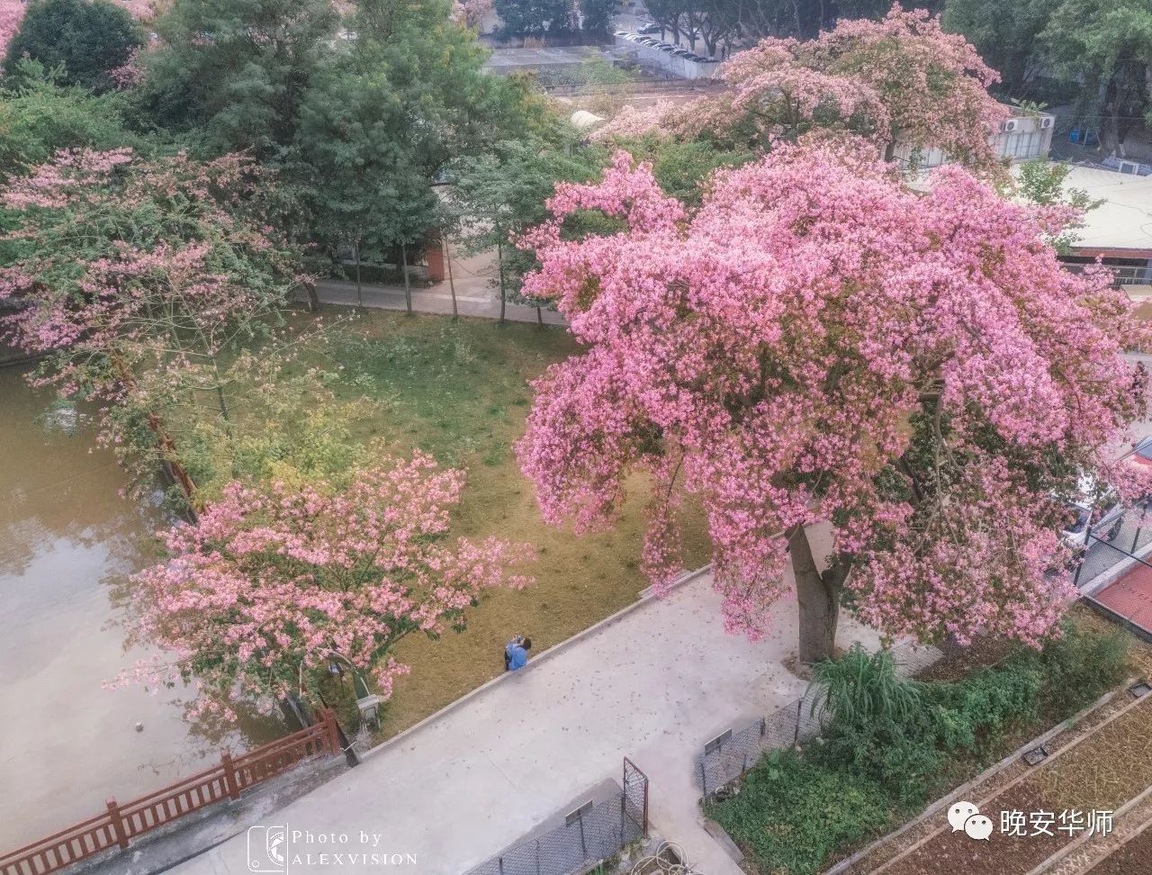 华师美丽异木棉,粉红天堂绚丽了南国